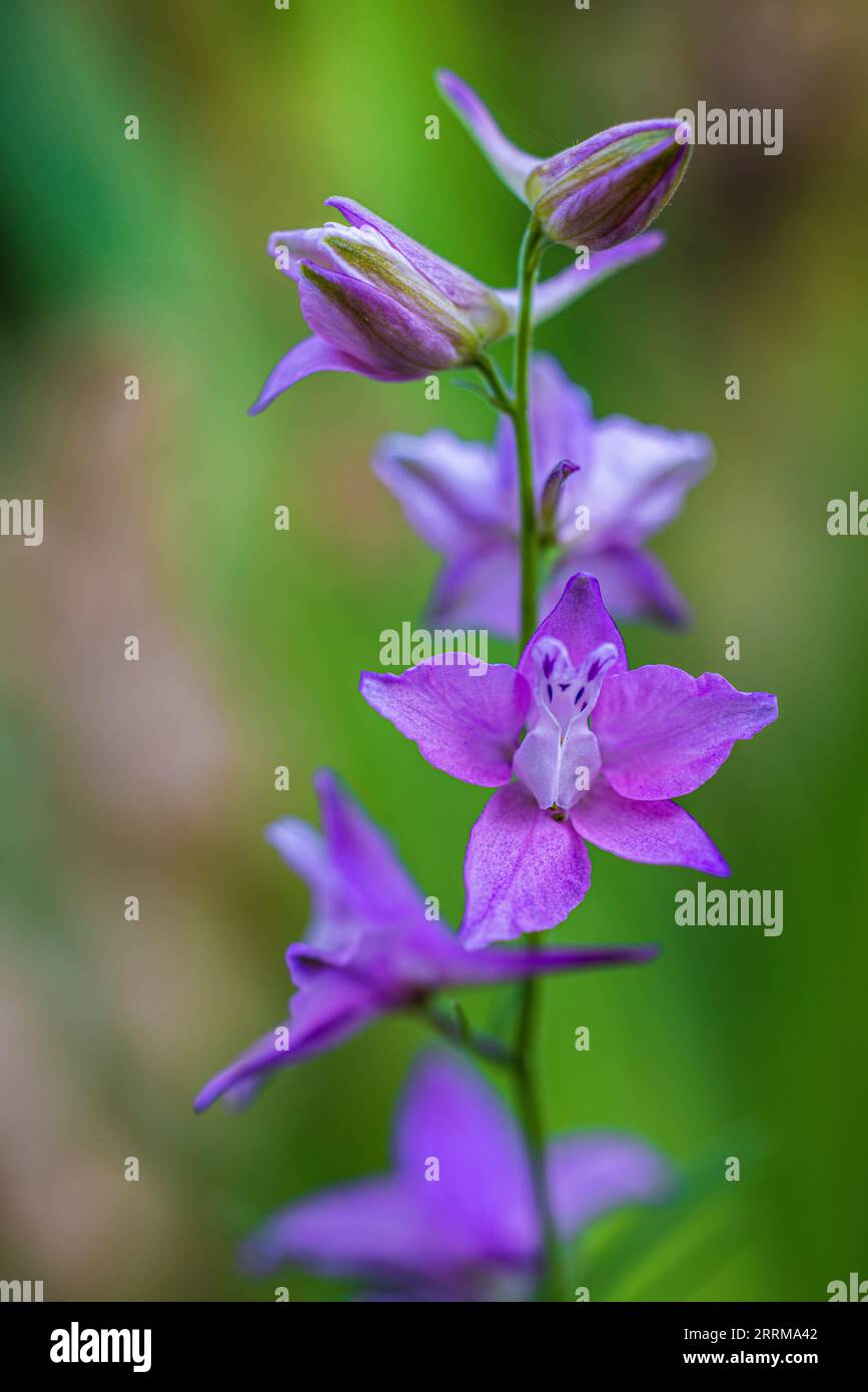 Flower of common field delphinium (Consolida regalis / Delphinium consolida), field delphinium, medicinal plant Stock Photo