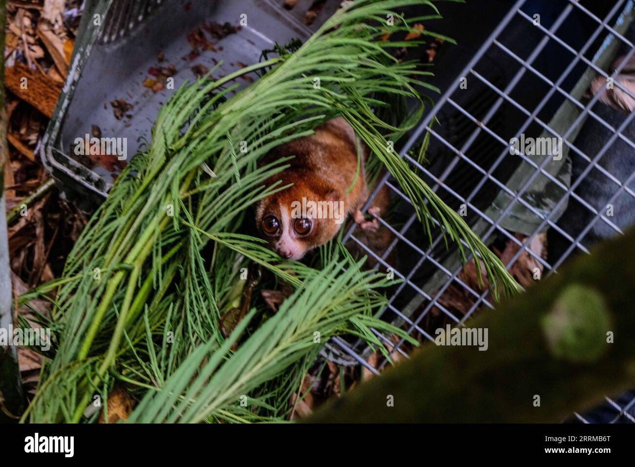 Slow loris release hi-res stock photography and images - Alamy