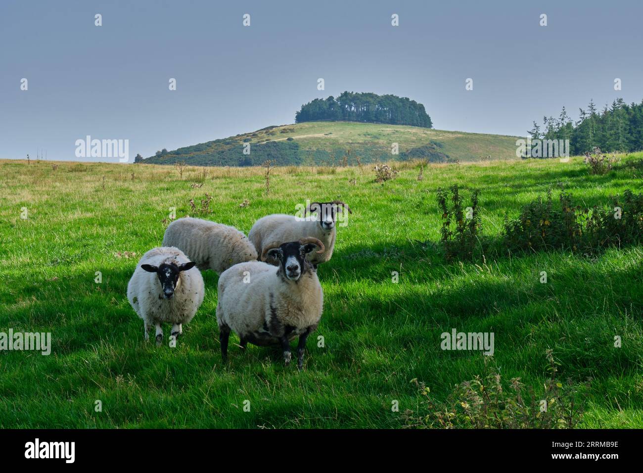 Sheep near Bromlow Callow, near Shelve, Shropshire Stock Photo