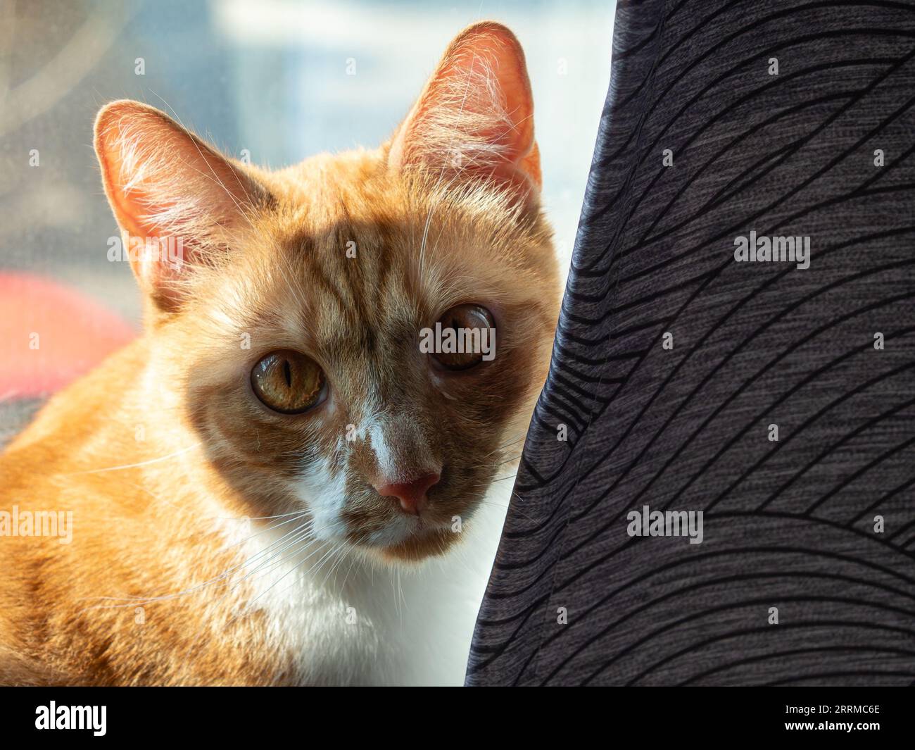 Close up profile portrait of cute ginger cat. A big orange cat sits by