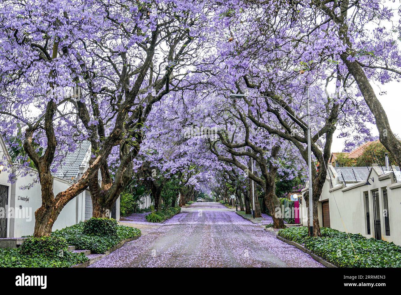 221025 -- JOHANNESBURG, Oct. 25, 2022 -- This photo taken on Oct. 24, 2022 shows jacaranda trees in full bloom in Johannesburg, South Africa. Photo by /Xinhua SOUTH AFRICA-JOHANNESBURG-JACARANDA-BLOSSOM ShiraazxMohamed PUBLICATIONxNOTxINxCHN Stock Photo