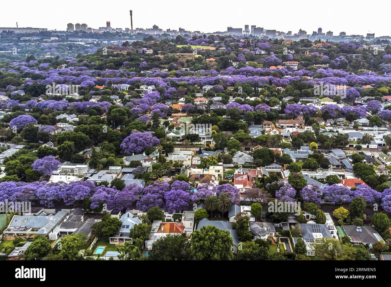 221025 -- JOHANNESBURG, Oct. 25, 2022 -- This aerial photo taken on Oct. 24, 2022 shows jacaranda trees in full bloom in Johannesburg, South Africa. Photo by /Xinhua SOUTH AFRICA-JOHANNESBURG-JACARANDA-BLOSSOM ShiraazxMohamed PUBLICATIONxNOTxINxCHN Stock Photo