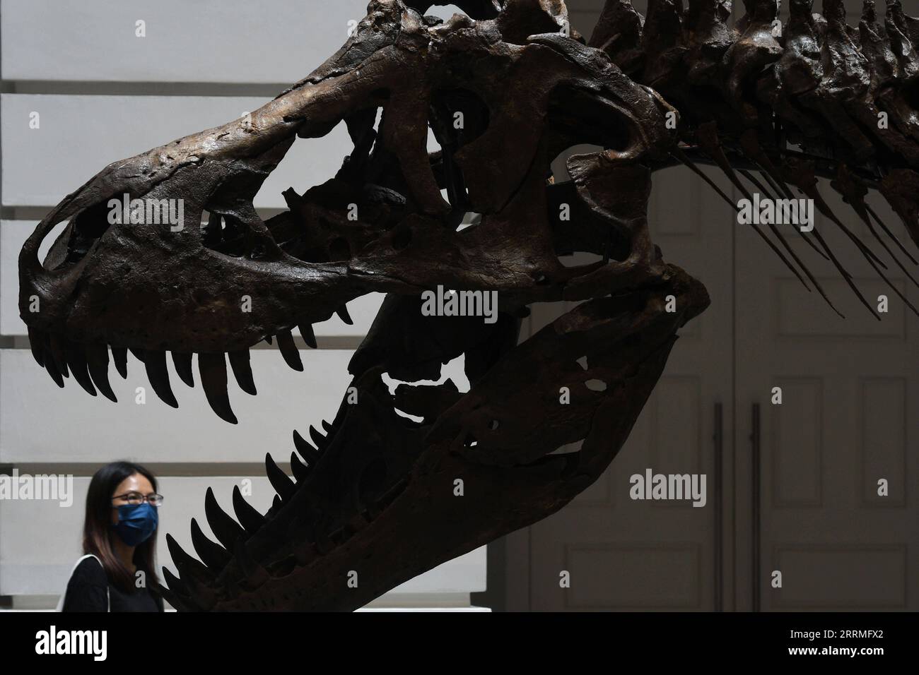 Rex China 221028 -- SINGAPORE, Oct. 28, 2022 -- A visitor looks at the skeleton ...