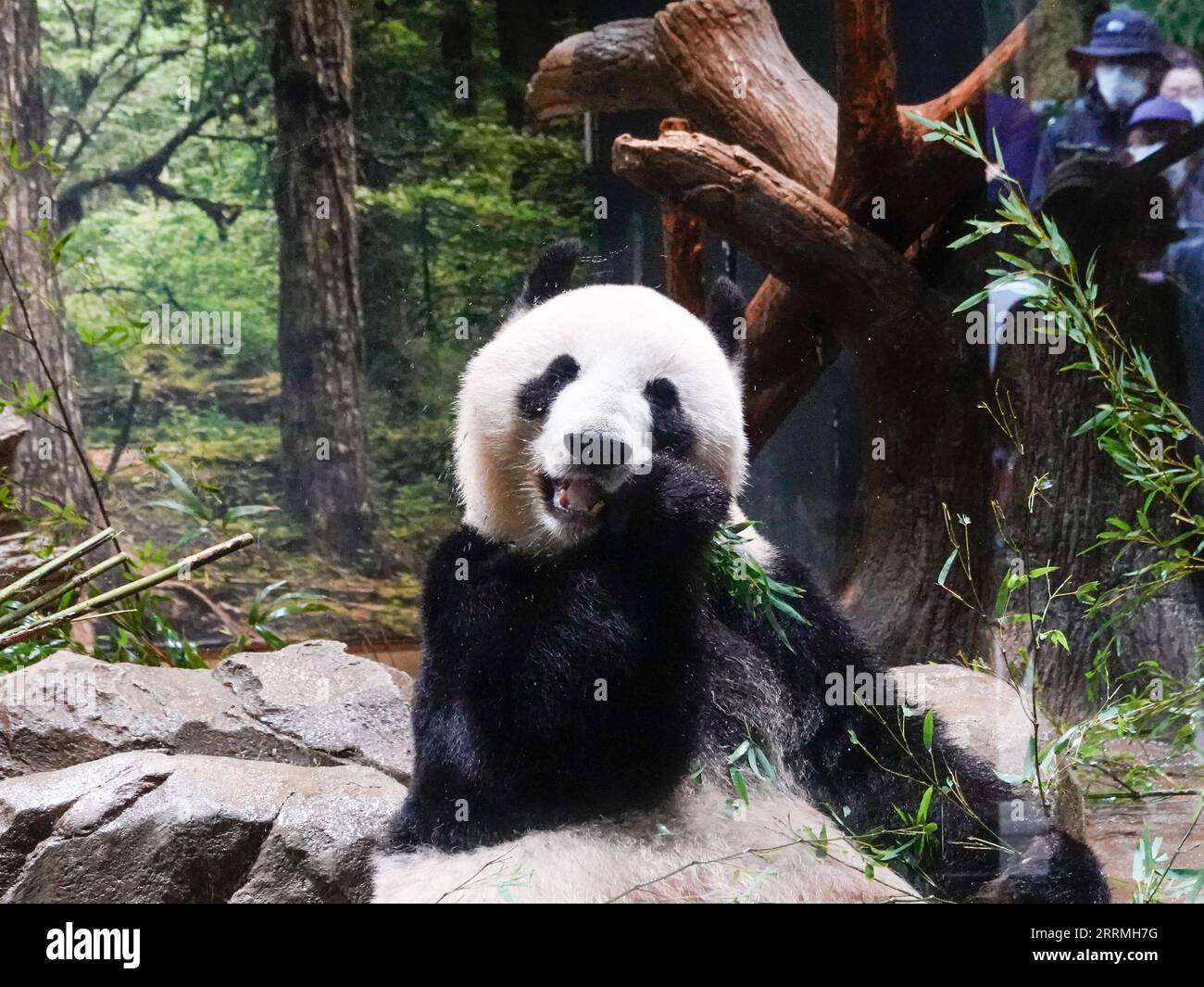 221029 -- TOKYO, Oct. 29, 2022 -- Visitors watch a giant panda at the ...