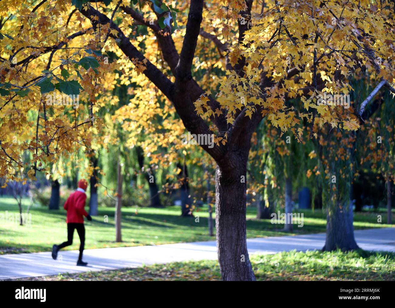 221101 -- BEIJING, Nov. 1, 2022 -- This photo taken on Nov. 1, 2022 shows the autumn scenery near the China Millennium Monument in Beijing, capital of China.  CHINA-BEIJING-AUTUMN-SCENERY CN LuoxXiaoguang PUBLICATIONxNOTxINxCHN Stock Photo