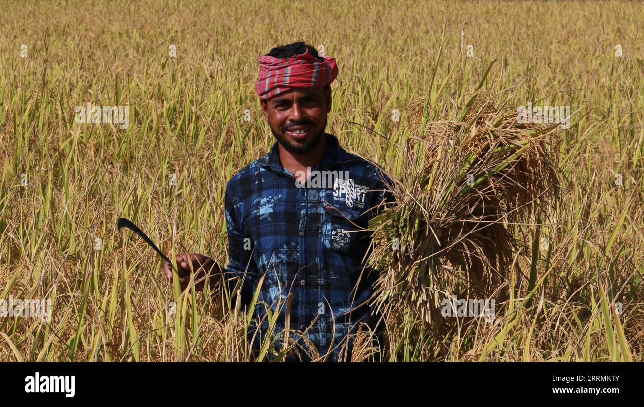 SHERPUR, BANGLADESH- DECEMBER 1, 2021: A farmer poses as he holds paddy during harvesting in Sherpur, Bangladesh on December 1, 2021. Stock Photo