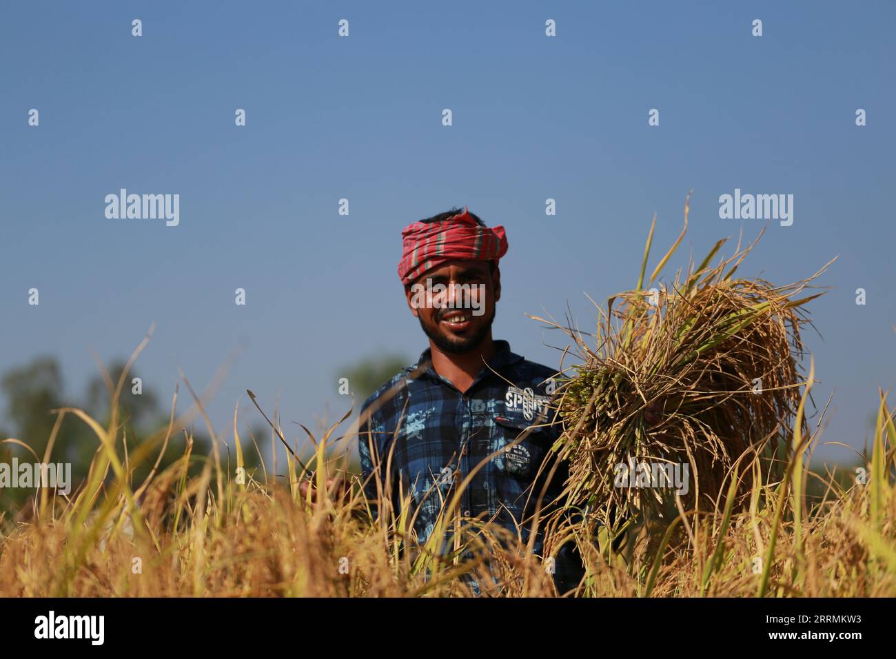 SHERPUR, BANGLADESH- DECEMBER 1, 2021: A farmer poses as he holds paddy during harvesting in Sherpur, Bangladesh on December 1, 2021. Stock Photo