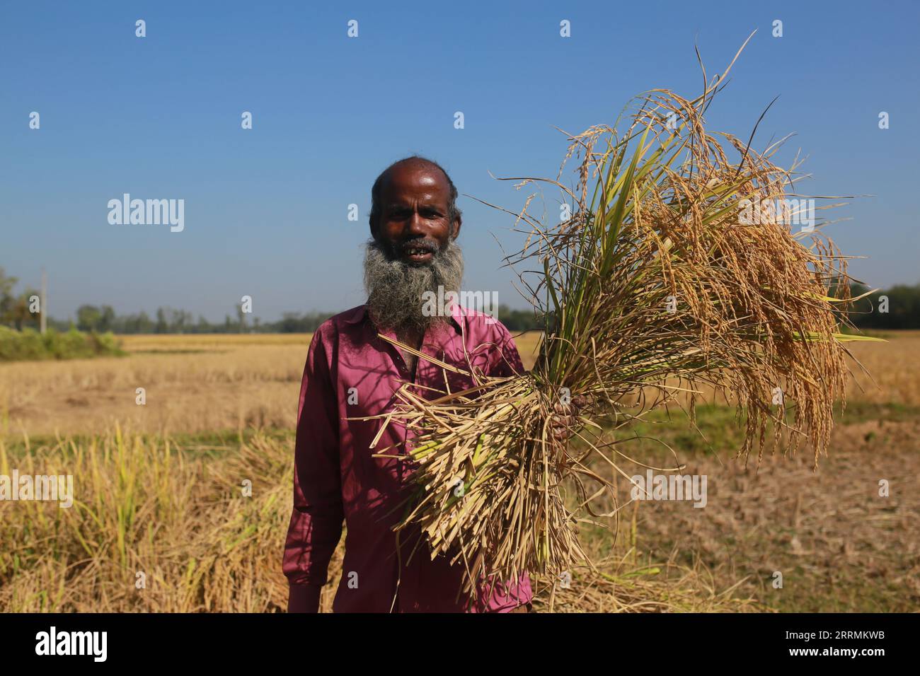 SHERPUR, BANGLADESH- DECEMBER 1, 2021: A farmer poses as he holds paddy during harvesting in Sherpur, Bangladesh on December 1, 2021. Stock Photo