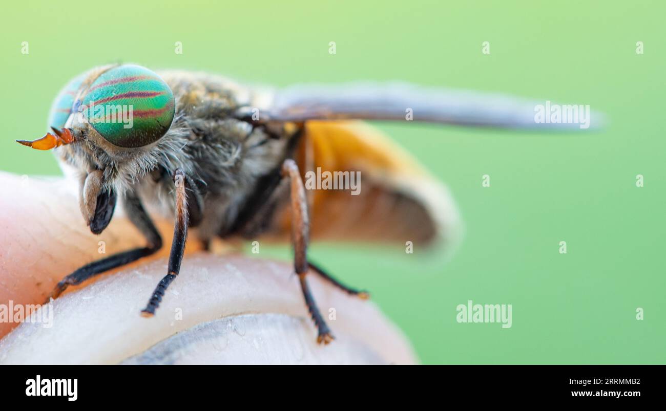Insect's Mark: Exploring the Effects of a Bug Bite Stock Photo