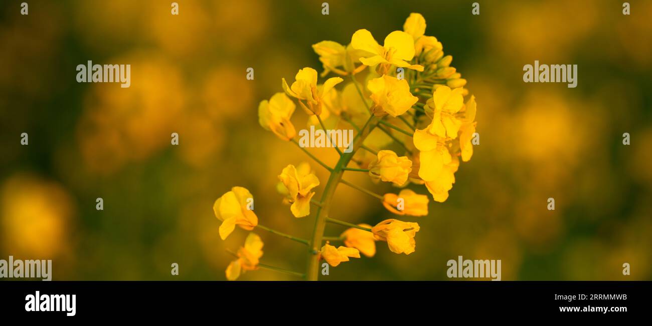 The Delicate Rapeseed Blossom: A Macro Perspective Stock Photo