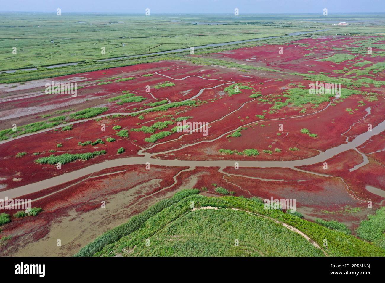 221107 -- PANJIN, Nov. 7, 2022 -- This aerial photo taken on Aug. 19, 2021 shows red beaches in Liaohe River Delta in Panjin, northeast China s Liaoning Province. Various types of wetlands have been found in the Liaohe River Delta. The tidelands there are covered by the suaeda salsa, which turn red on the beach in autumn.  CHINA-LIAONING-PANJIN-WETLAND CN YaoxJianfeng PUBLICATIONxNOTxINxCHN Stock Photo