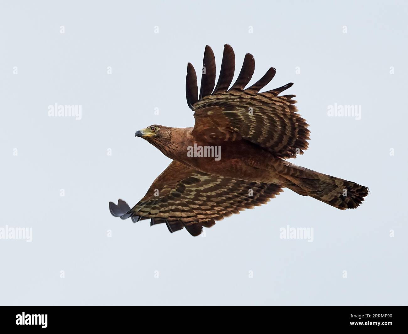African harrier hawk hi-res stock photography and images - Alamy