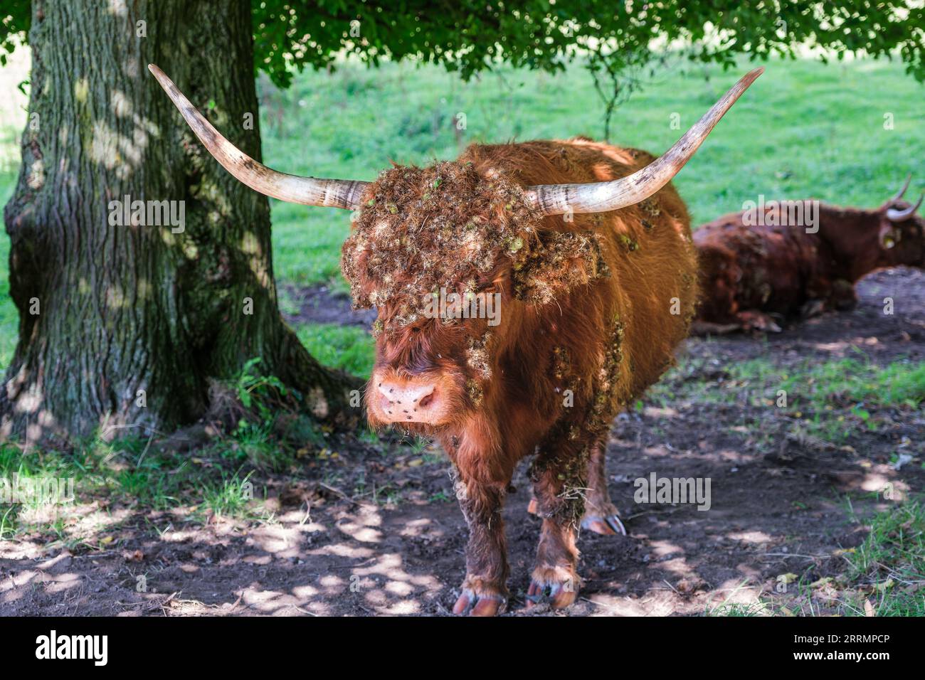 Portrait of a Scottish Highland cow in the shade with its head full of thistles and flies Stock Photo