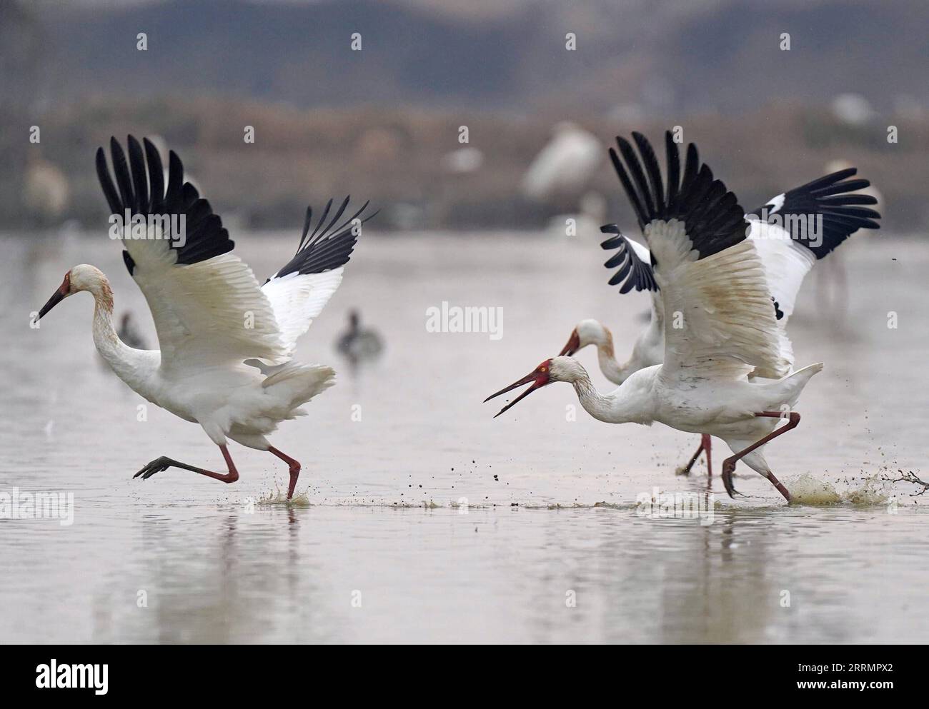 Eight cranes hi res stock photography and images Alamy