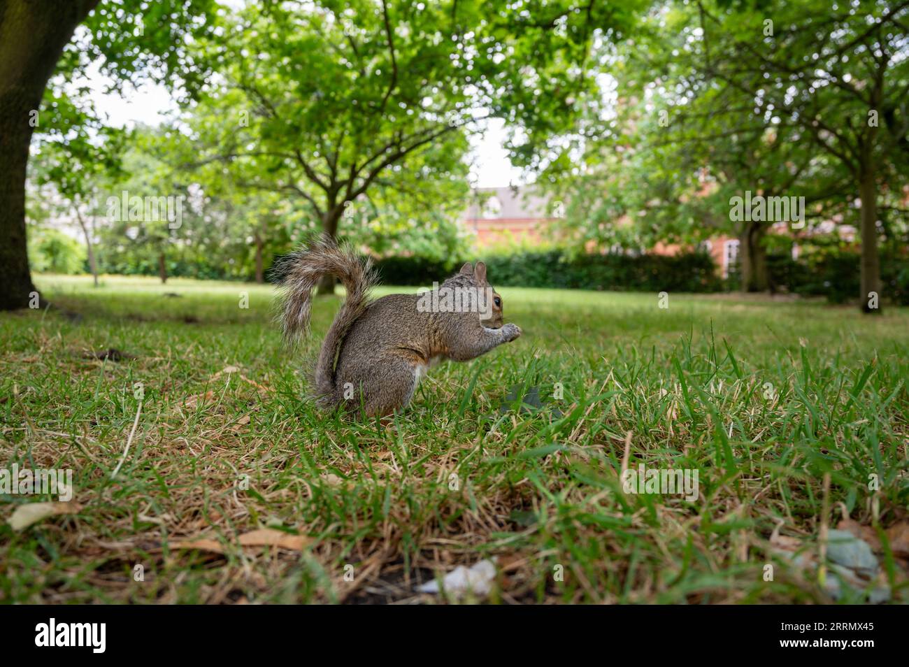 A squirrel eating in Hyde Park, London Stock Photo - Alamy
