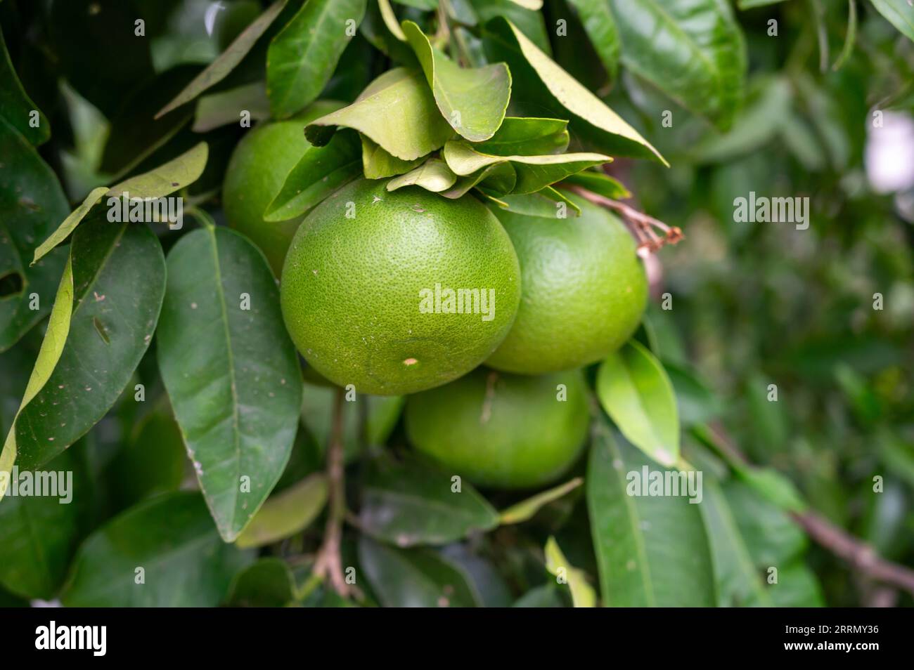 Tangerine mandarin tree with many green unripe citrus fruits in Italy