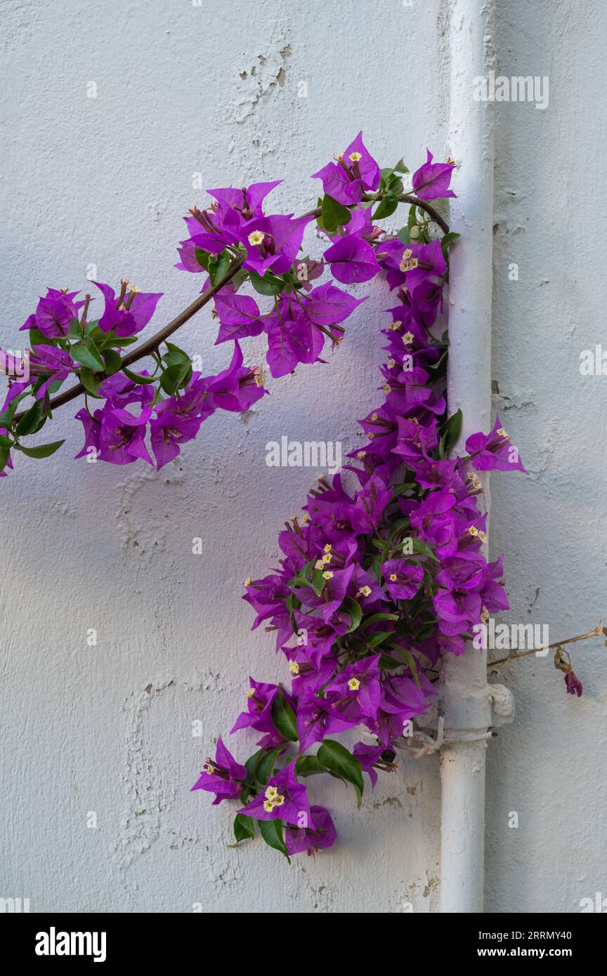 Purple Bougainvillea flowers against a white wall in Naxos, Greece Stock Photo