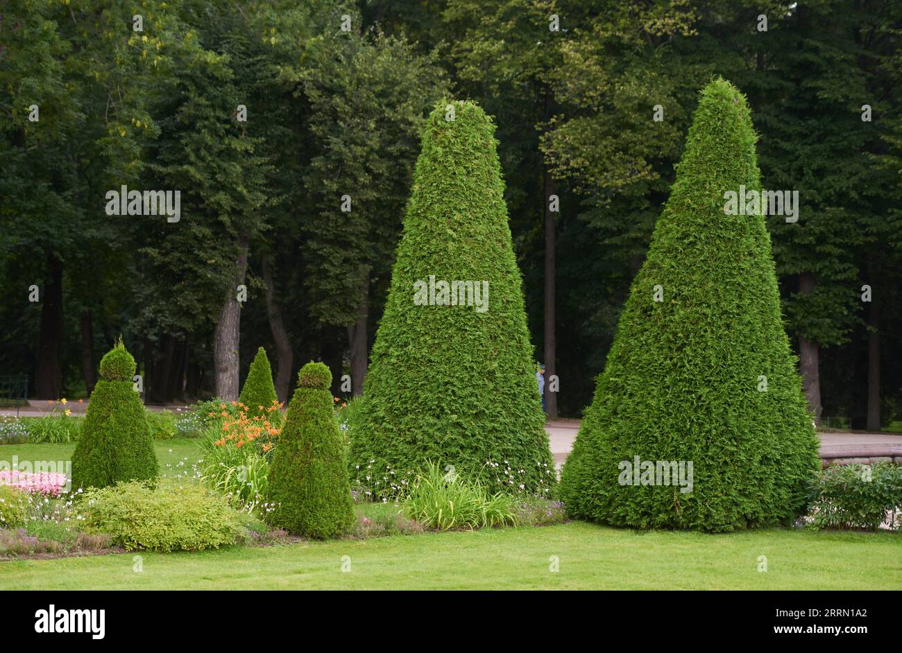 Triangle green trees in formal garden in reserve of Peterhof, Russia ...