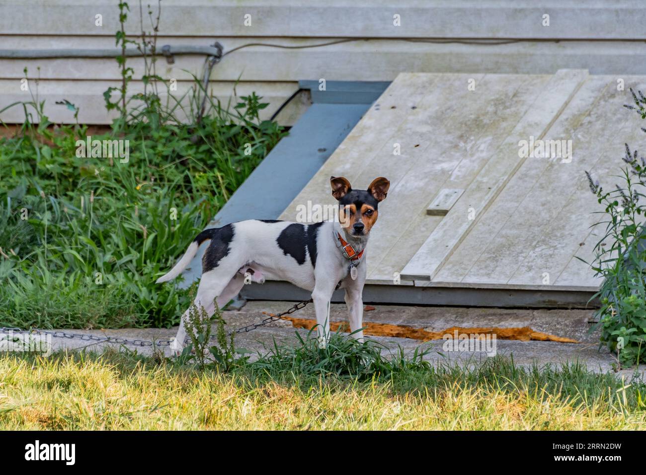 Friendly Dog, Lineboro, Maryland USA Stock Photo