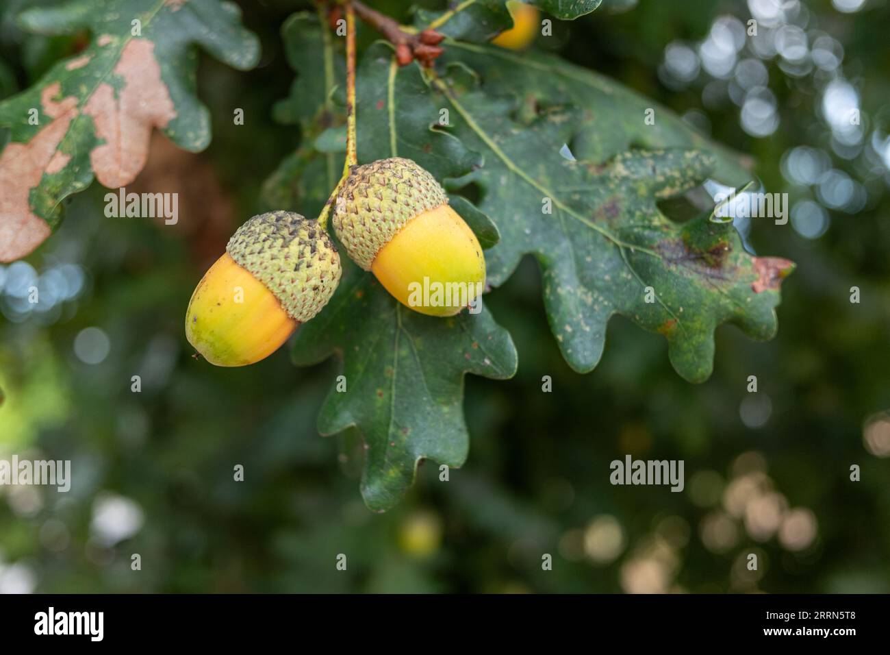 Beautiful branch oak acorns hi-res stock photography and images - Alamy