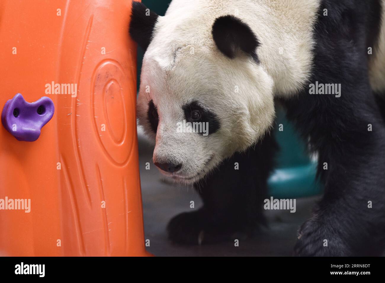 221222 -- XINING, Dec. 22, 2022 -- A giant panda is seen at Xining Panda House in Xining, capital city of northwest China s Qinghai Province, Dec. 22, 2022.  CHINA-QINGHAI-XINING-GIANT PANDA CN WuxGang PUBLICATIONxNOTxINxCHN Stock Photo