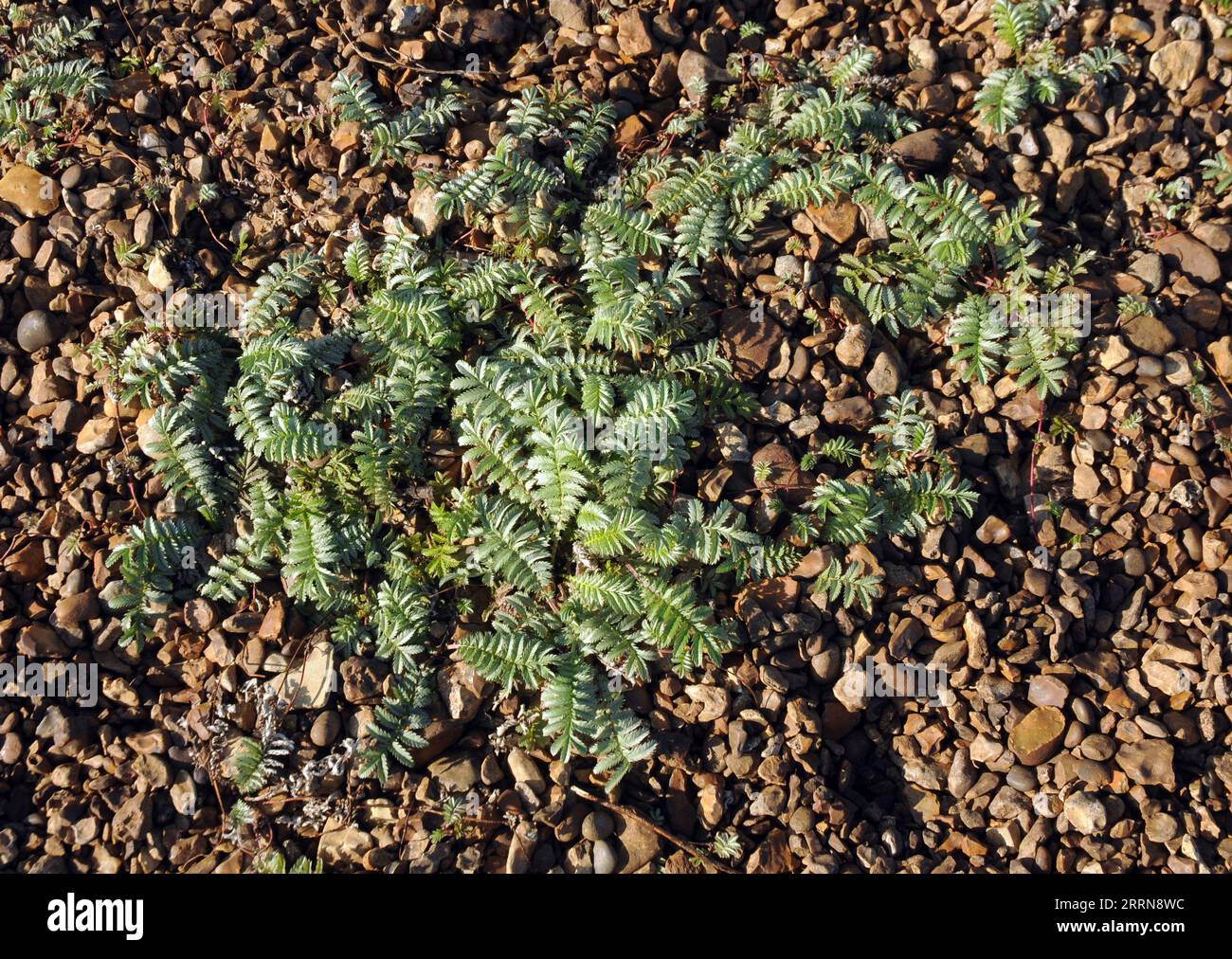 Browndown coastal path hi-res stock photography and images - Alamy