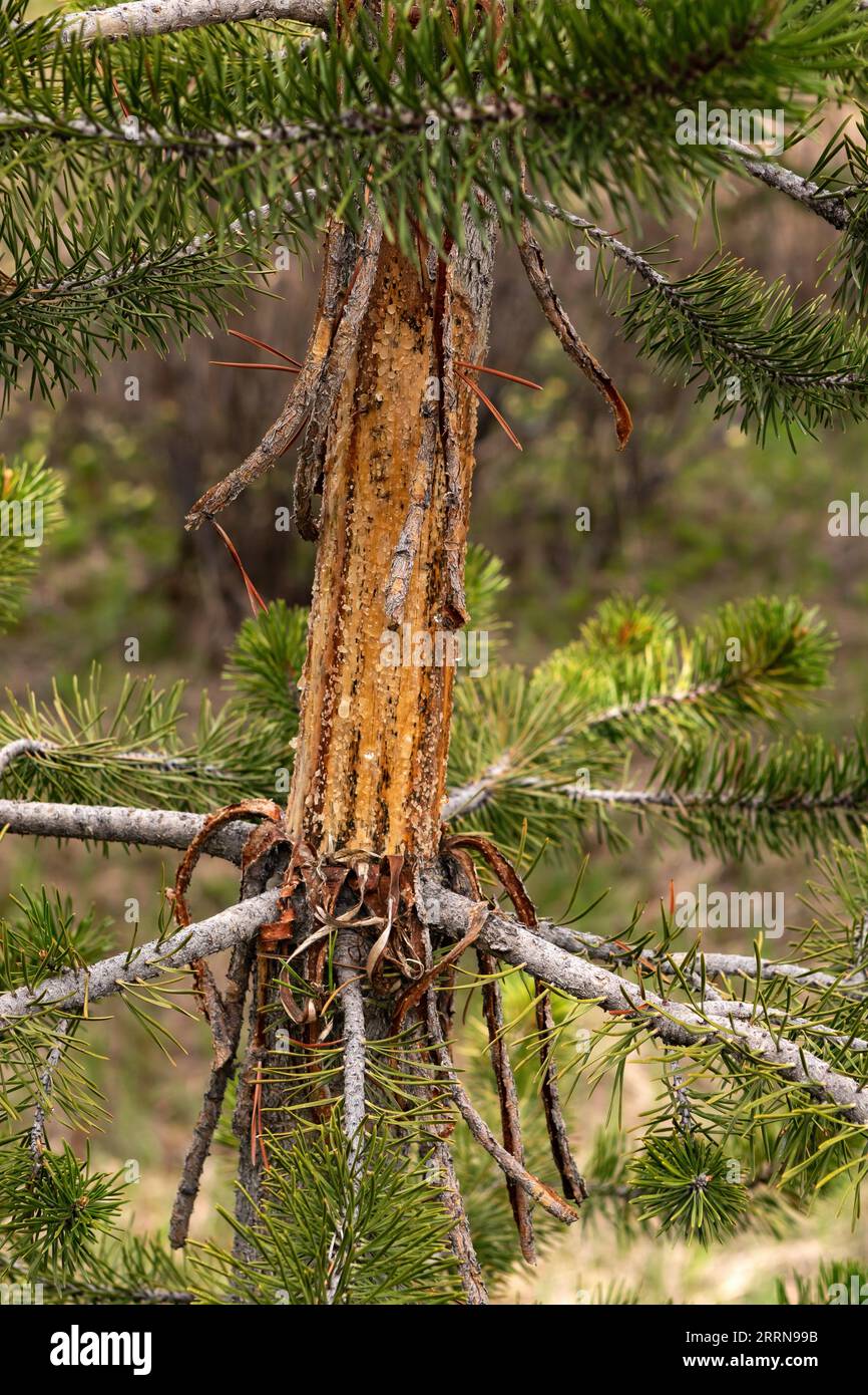Sapling damaged by buck deer rubbing their antlers until the bark strips away. This kind of damage can kill trees Stock Photo