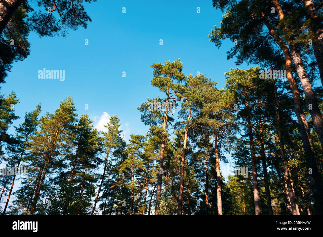 Tall forest pine trees hi-res stock photography and images - Alamy