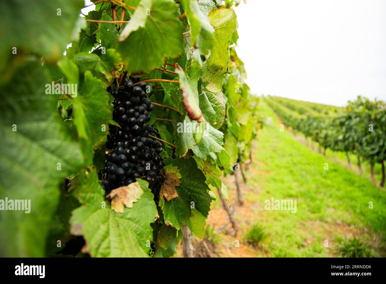 South African Farms Stock Photo - Alamy