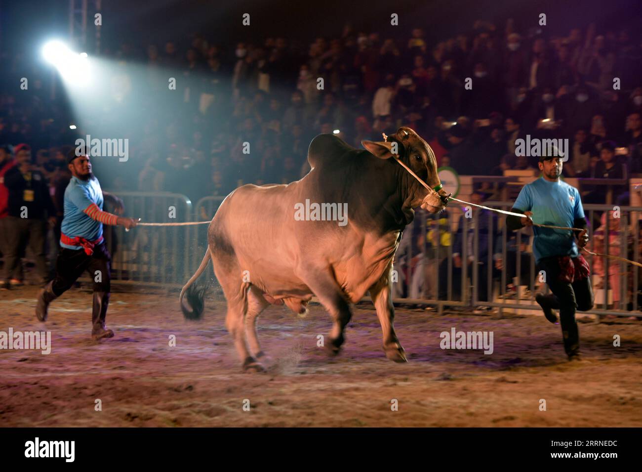 230107 DHAKA, Jan. 7, 2023 Farmers present a bull at Dhaka Cattle Expo 2023 in Bangladeshi