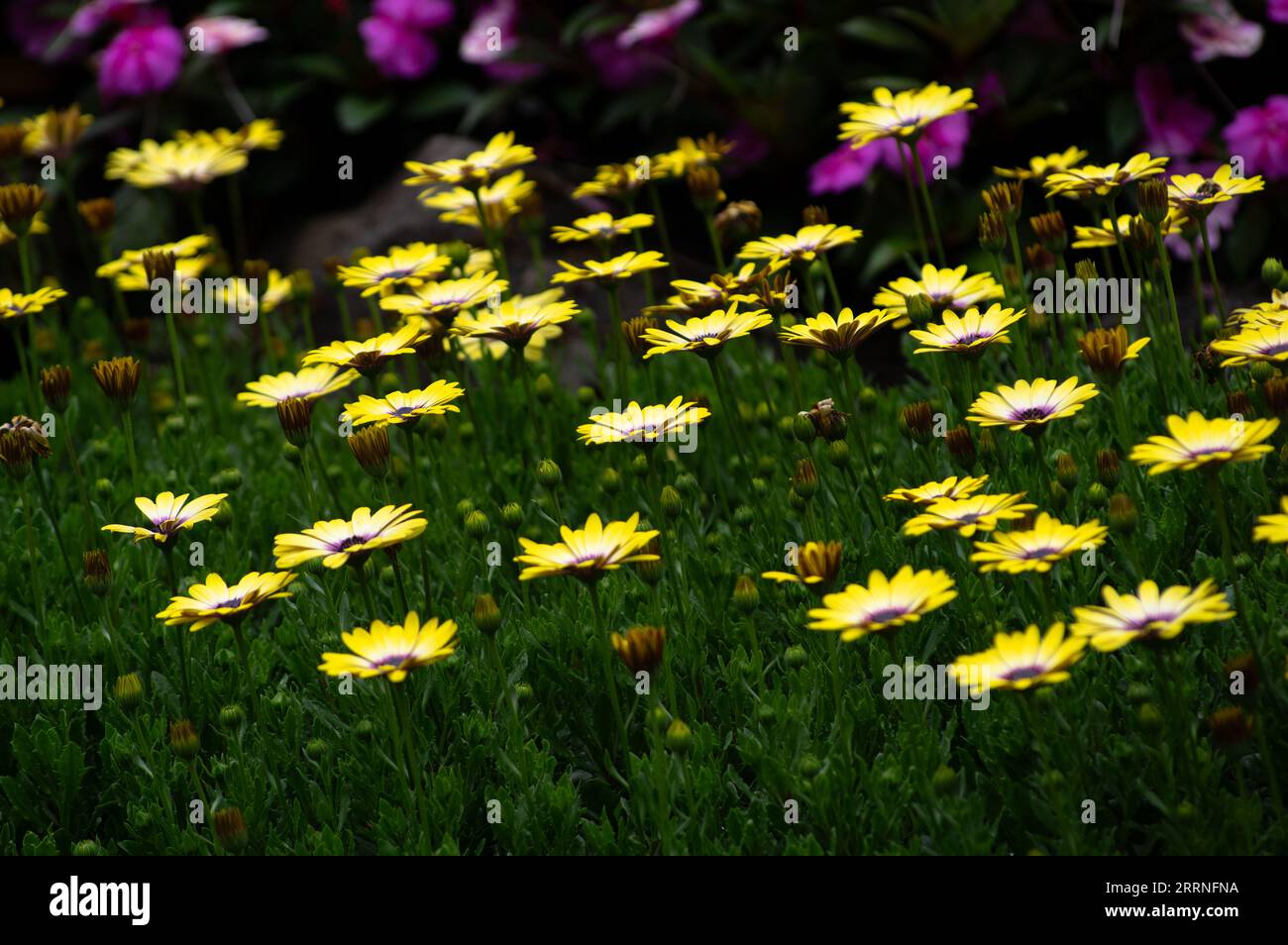 Yellow African daisies in Butchart Gardens near Victoria, BC, Canada. Stock Photo