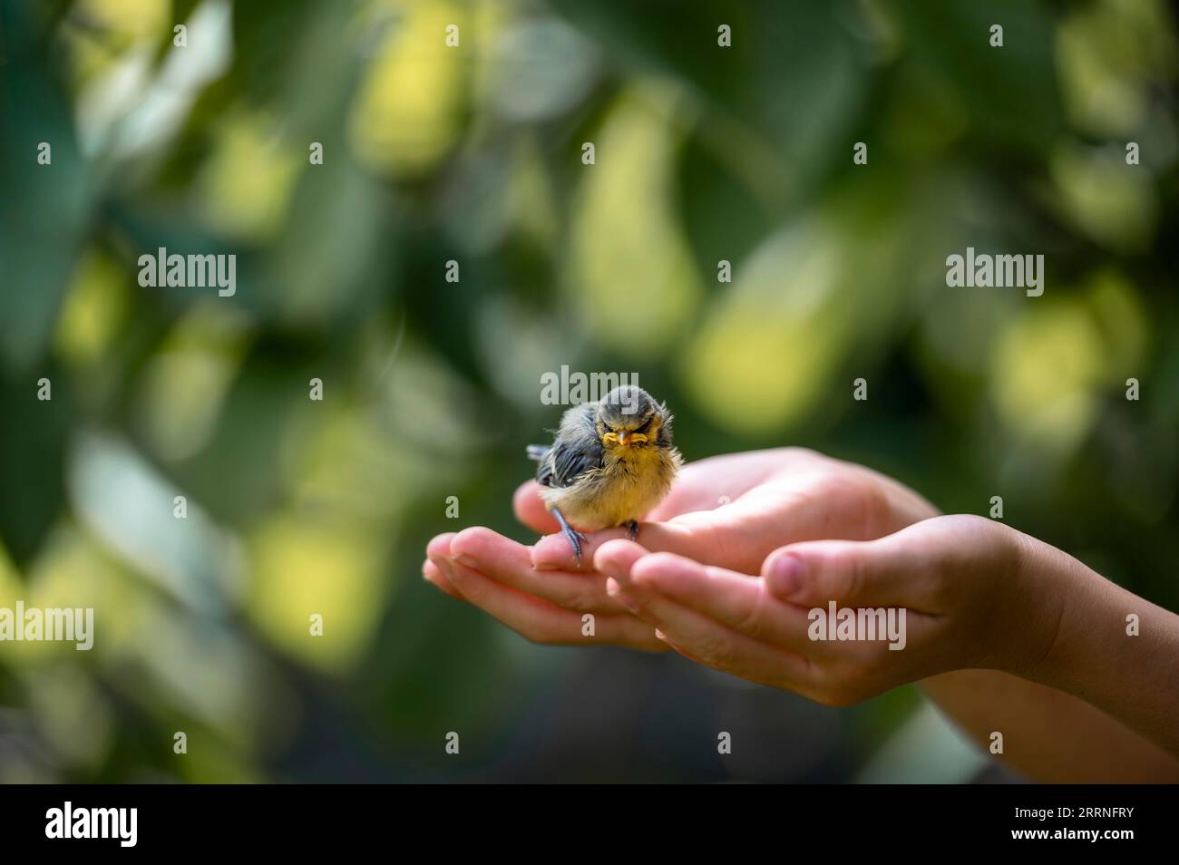 Tiny fragile baby bird sitting on hands of a child in a conceptual