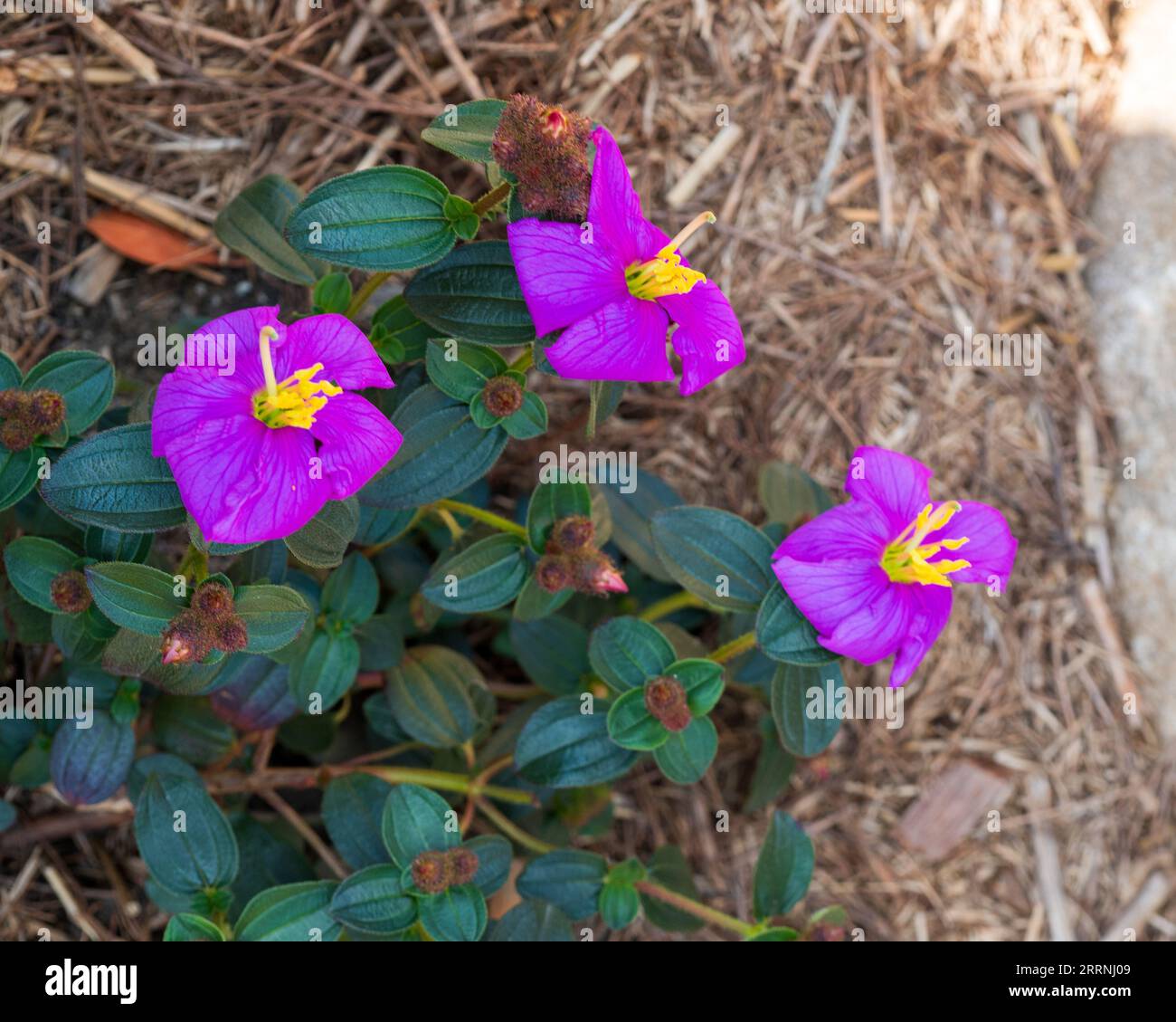 Brilliant Purple flowers of the Blue Tongue Plant that produces fruit