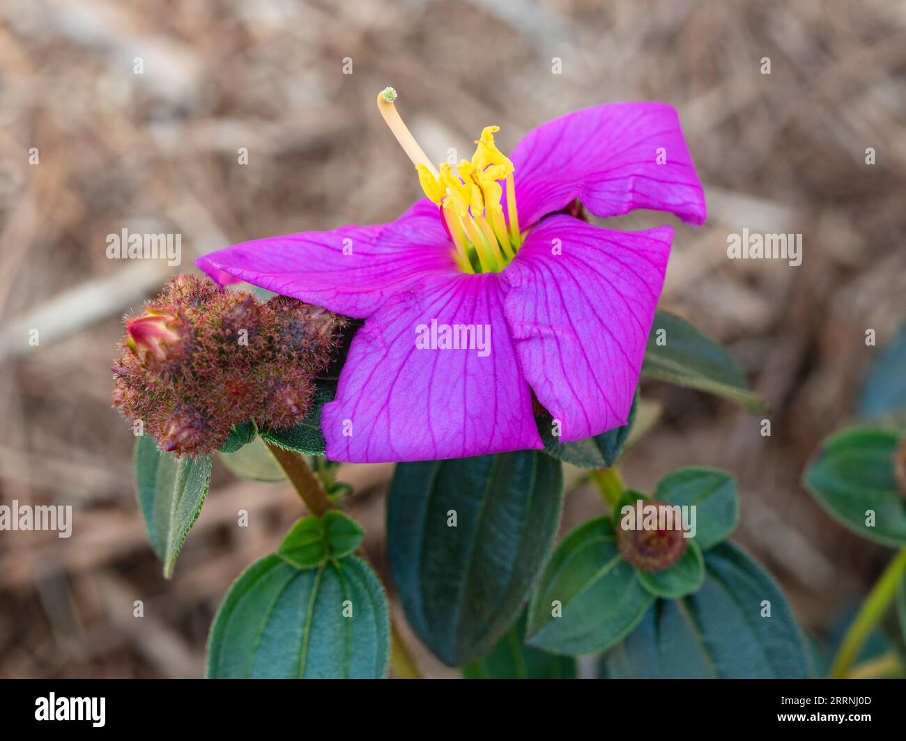 Brilliant Purple flower of the Blue Tongue Plant that produces fruit