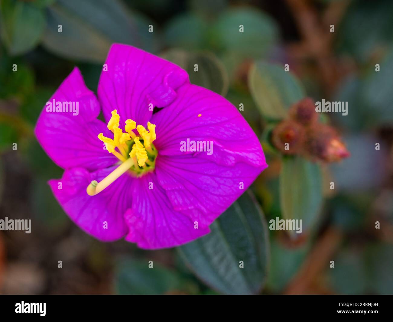 Brilliant Purple flower of the Blue Tongue Plant that produces fruit