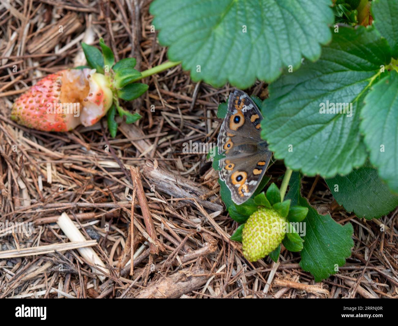 A Meadow Argus Butterfly resting near a partially eaten strawberry in the garden, probably unrelated,  green leaves Stock Photo