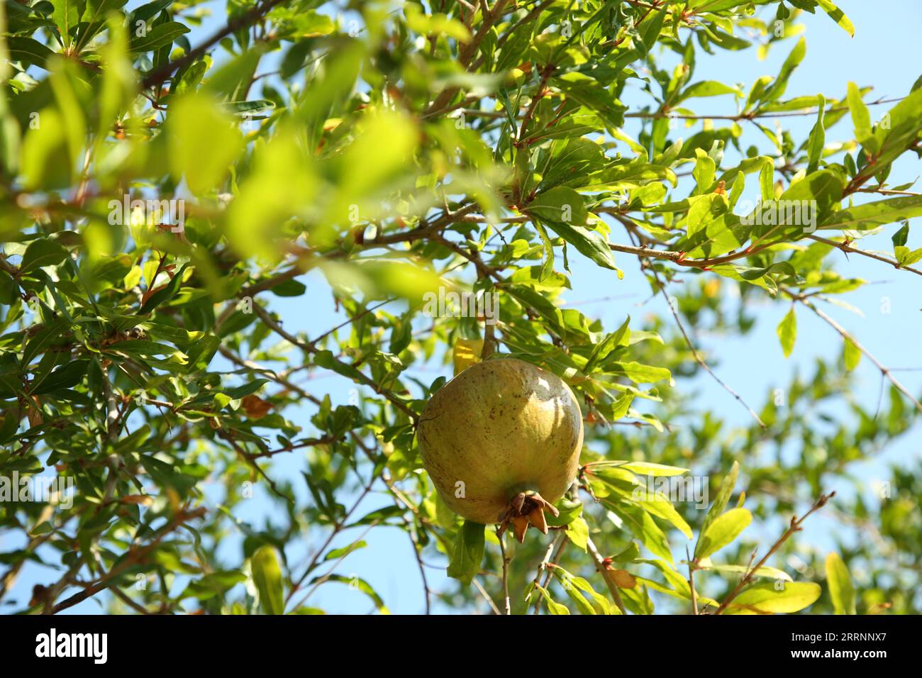 Pomegranate tree with ripening fruit outdoors on sunny day Stock Photo