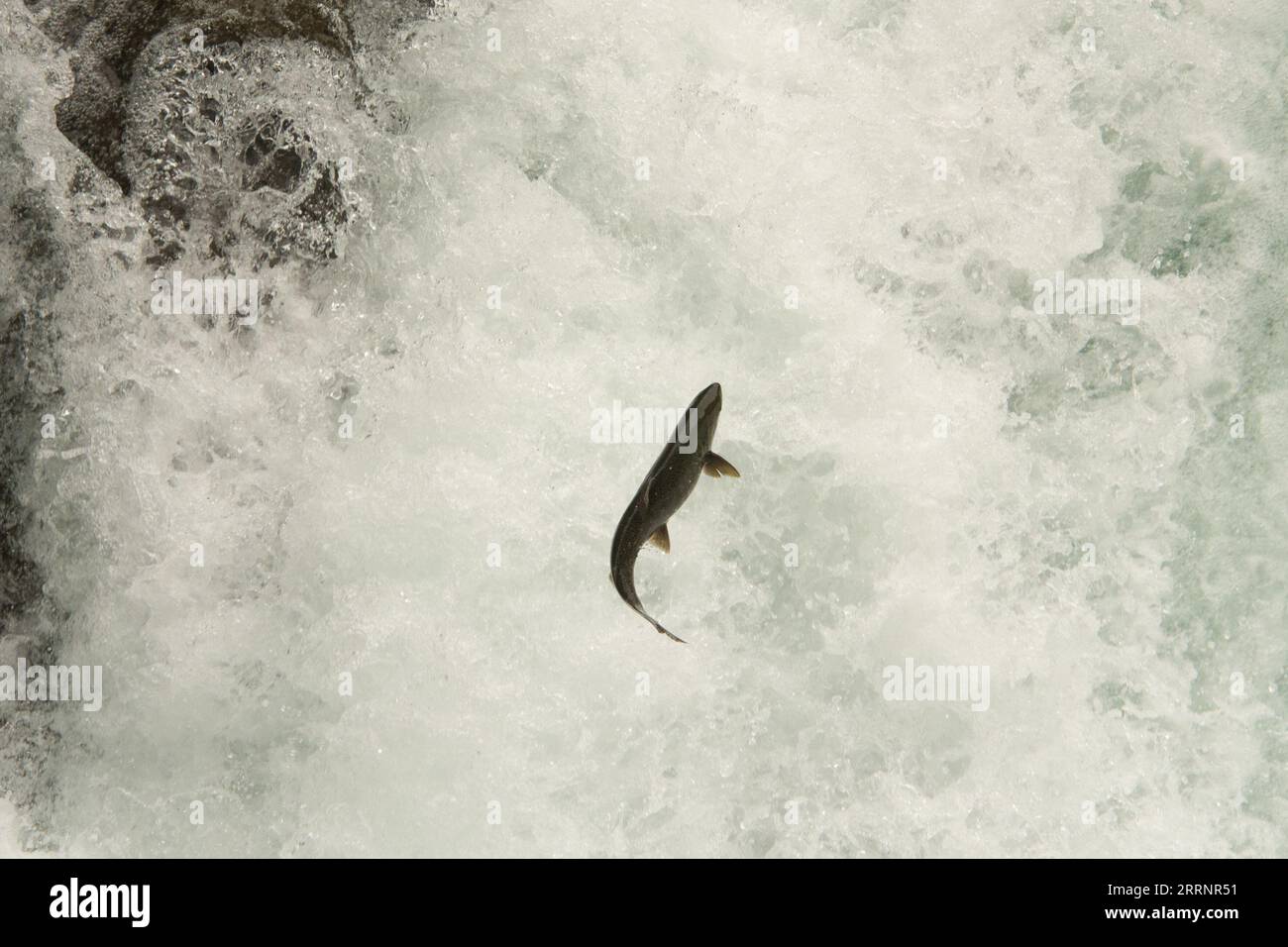 Coho salmon jumping up a waterfall of Stamp River which is a major