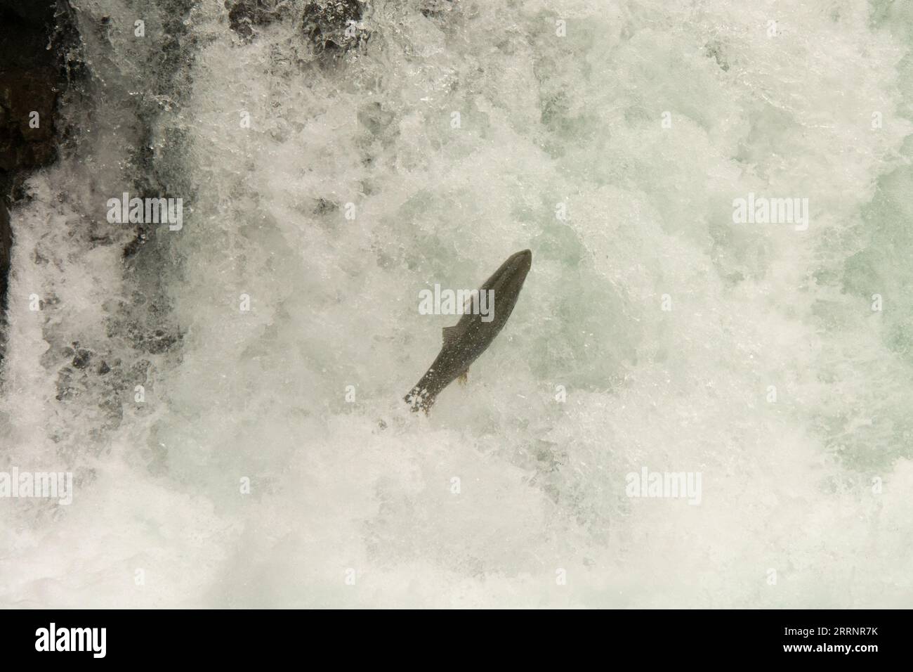 Coho salmon jumping up a waterfall of Stamp River which is a major