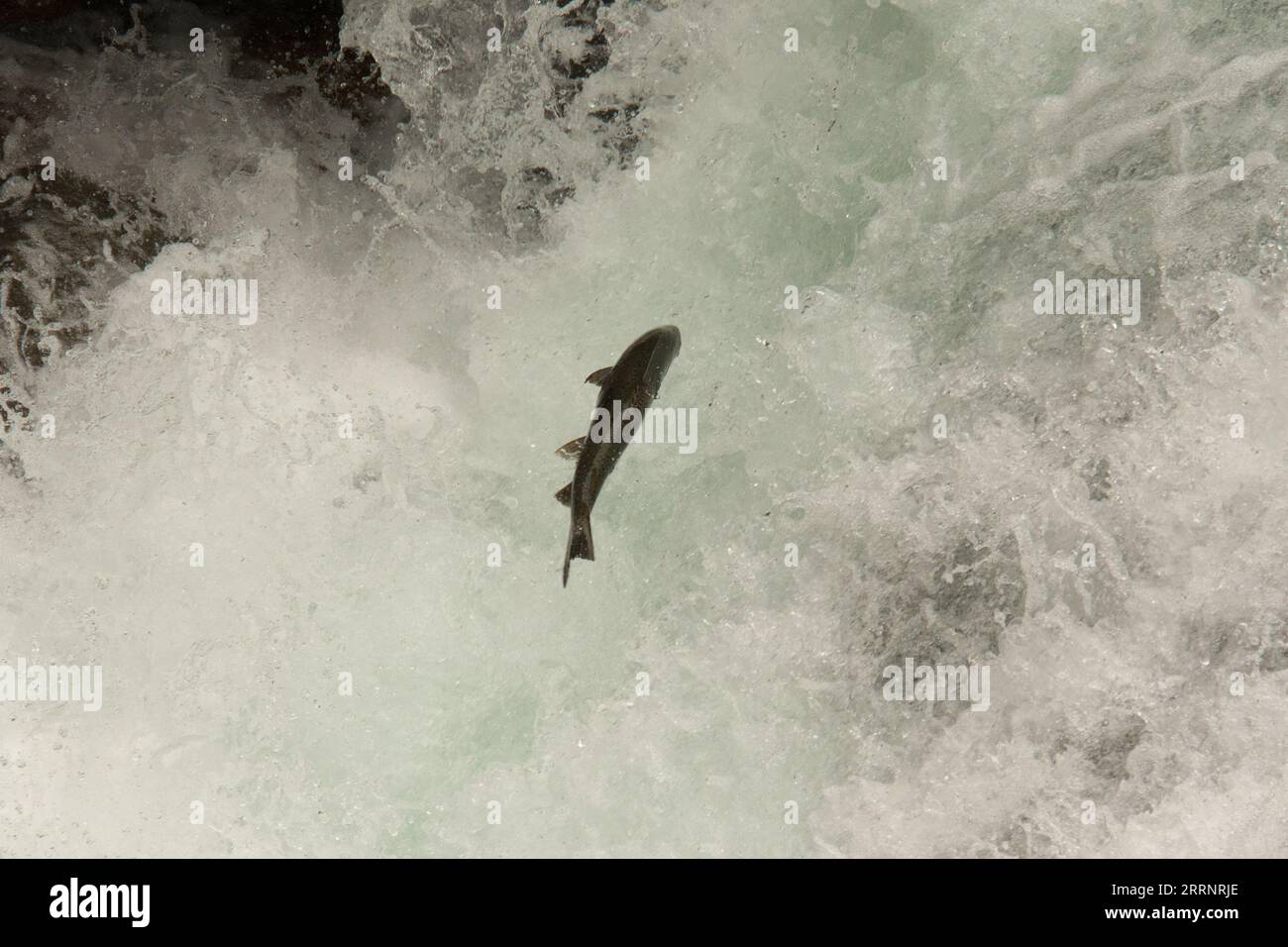 Coho salmon jumping up a waterfall of Stamp River which is a major
