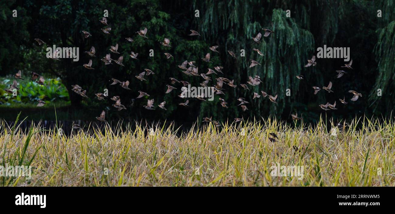 Haizu 230202 -- GUANGZHOU, Feb. 2, 2023 -- Scaly-breasted munias are seen at ...