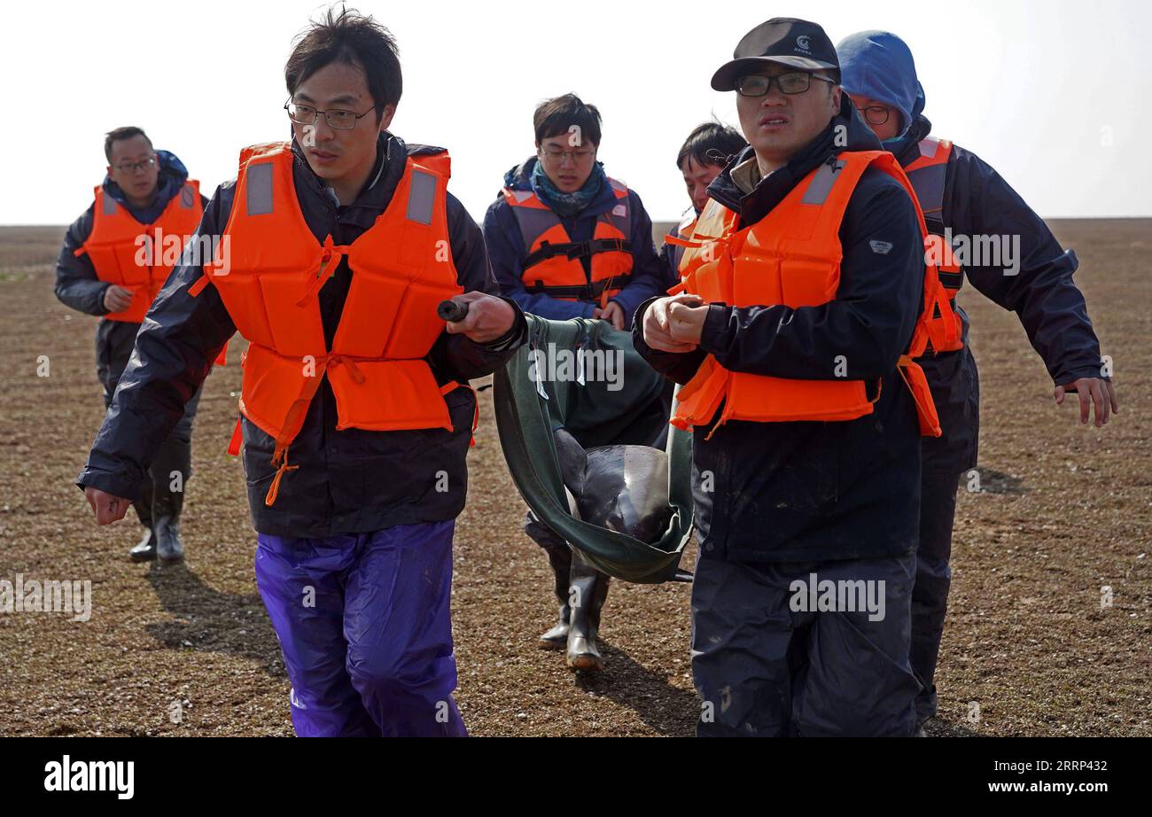 230217 -- JIUJIANG, Feb. 17, 2023 -- Staff members carry a finless porpoise which is to be transferred in Songmenshan area of Poyang Lake in east China s Jiangxi Province, Feb. 15, 2023. The Department of Agriculture and Rural Affairs of Jiangxi Province and the Institute of Hydrobiology under the Chinese Academy of Sciences carried out a Yangtze finless porpoise relocation mission and successfully transferred two female Yangtze finless porpoises to Nanbeigang area of Poyang Lake for better protection of the iconic species in China s longest river Yangtze. Due to drought in the middle and lowe Stock Photo