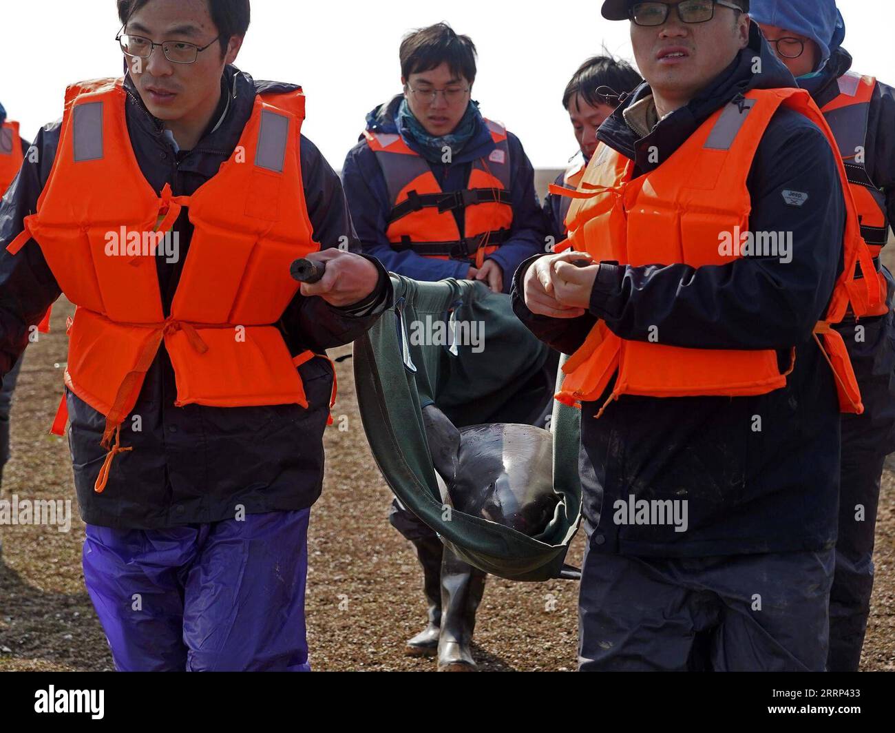 230217 -- JIUJIANG, Feb. 17, 2023 -- Staff members carry a finless porpoise which is to be transferred in Songmenshan area of Poyang Lake in east China s Jiangxi Province, Feb. 15, 2023. The Department of Agriculture and Rural Affairs of Jiangxi Province and the Institute of Hydrobiology under the Chinese Academy of Sciences carried out a Yangtze finless porpoise relocation mission and successfully transferred two female Yangtze finless porpoises to Nanbeigang area of Poyang Lake for better protection of the iconic species in China s longest river Yangtze. Due to drought in the middle and lowe Stock Photo