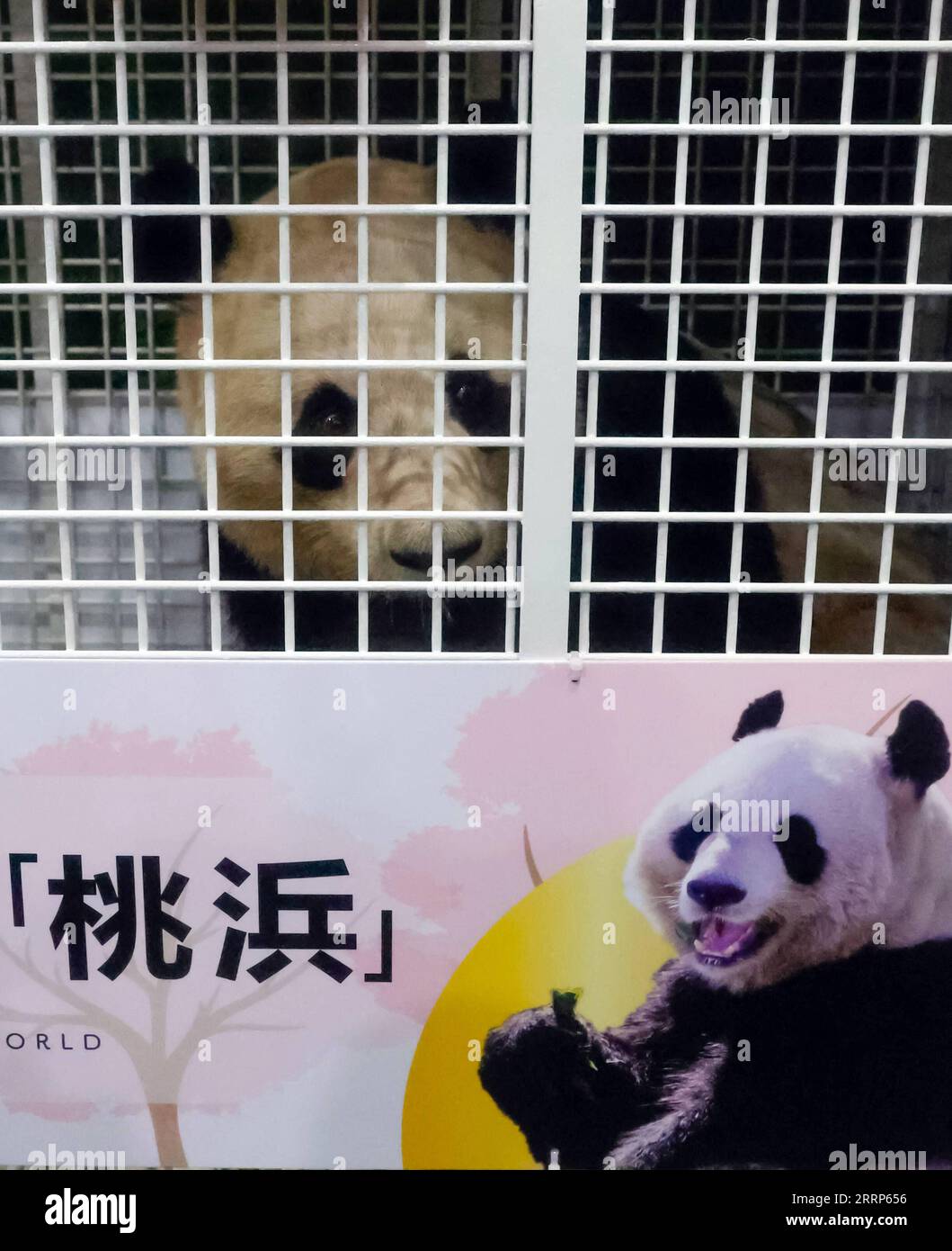 230223 &ndash; CHENGDU, Feb. 23, 2023 &ndash; This photo taken on Feb. 23 