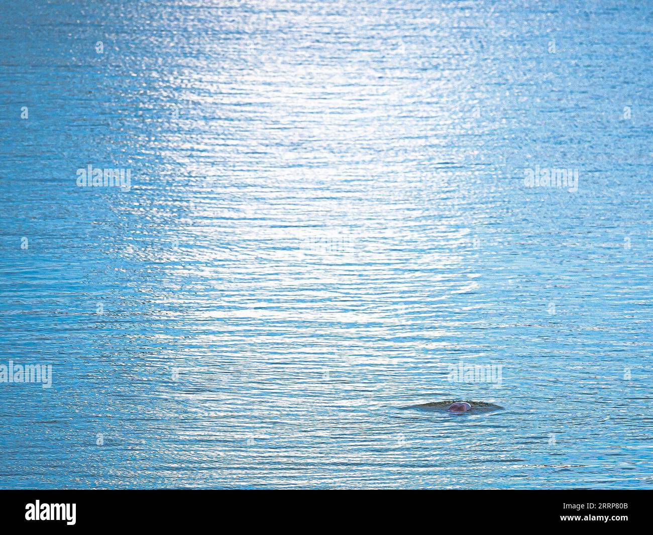 230228 -- YICHANG, Feb. 28, 2023 -- A finless porpoise swims in the ...