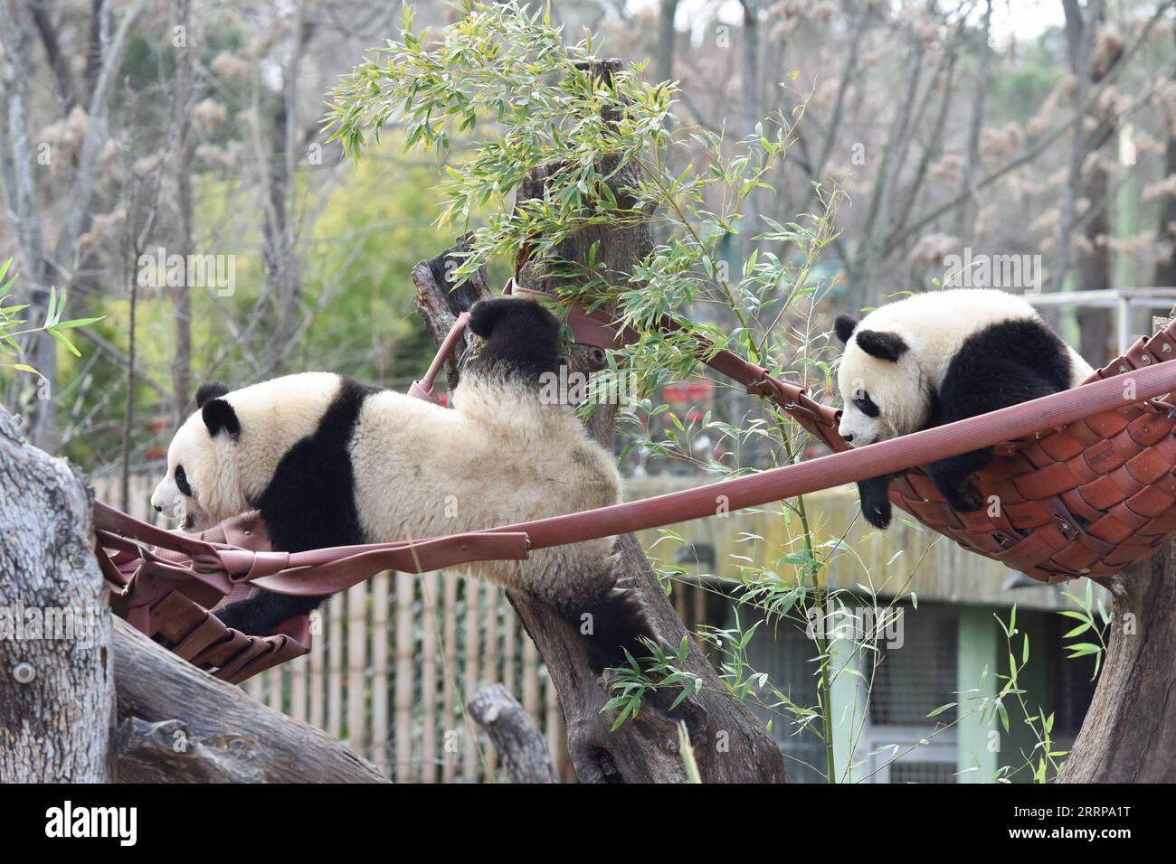 230308 -- MADRID, March 8, 2023 -- Giant pandas You You and Jiu Jiu have fun at Zoo Aquarium in Madrid, Spain, March 7, 2023. Thanks to close cooperation between Zoo Aquarium and China Conservation and Research Center for the Giant Panda, specialists and staff members managed to breed this extremely rare species in a country far away from its homeland. You You and Jiu Jiu were born to Hua Zuiba and her partner Bing Xing in September, 2021. This giant panda family is cordially deemed a bridge of friendship between Spain and China. Photo by /Xinhua SPAIN-MADRID-CHINA-PANDA-BRIDGE OF FRIENDSHIP G Stock Photo