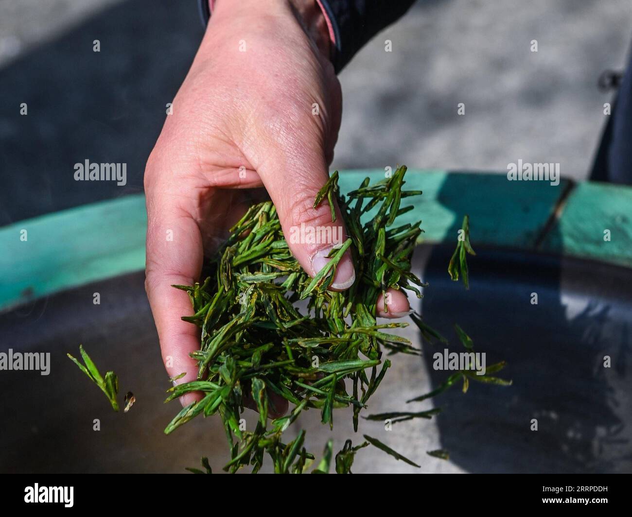 230313 -- HANGZHOU, March 13, 2023 -- A farmer stirs and roasts fresh ...