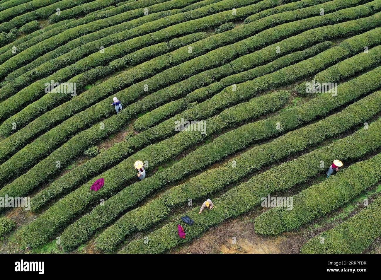Spring Chunfen Der spring farms hi-res stock photography and images - Alamy