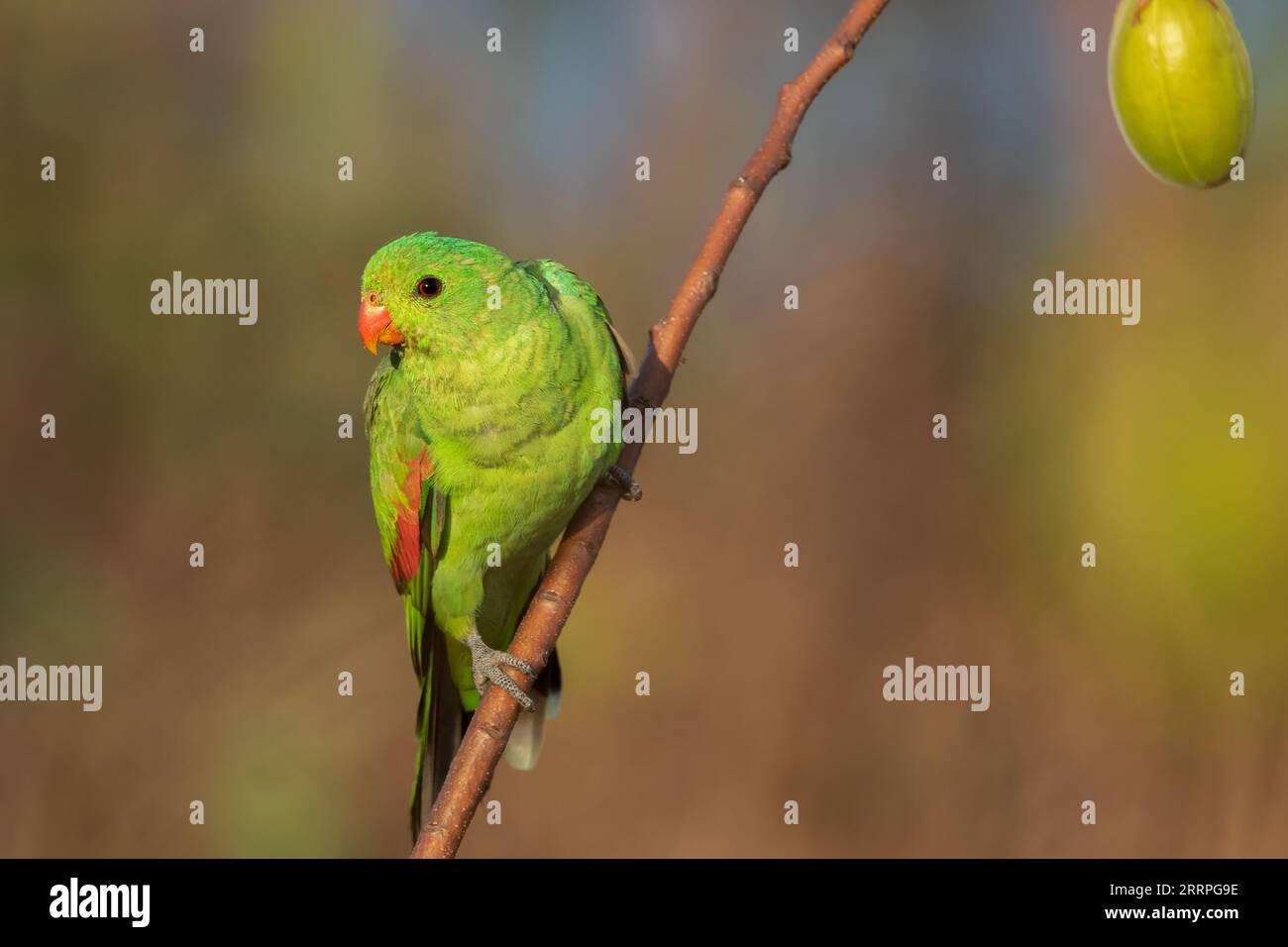 A female Red-Winged Parrot perched on a branch of the Kapok tree. Northern Territory, Australia. Stock Photo