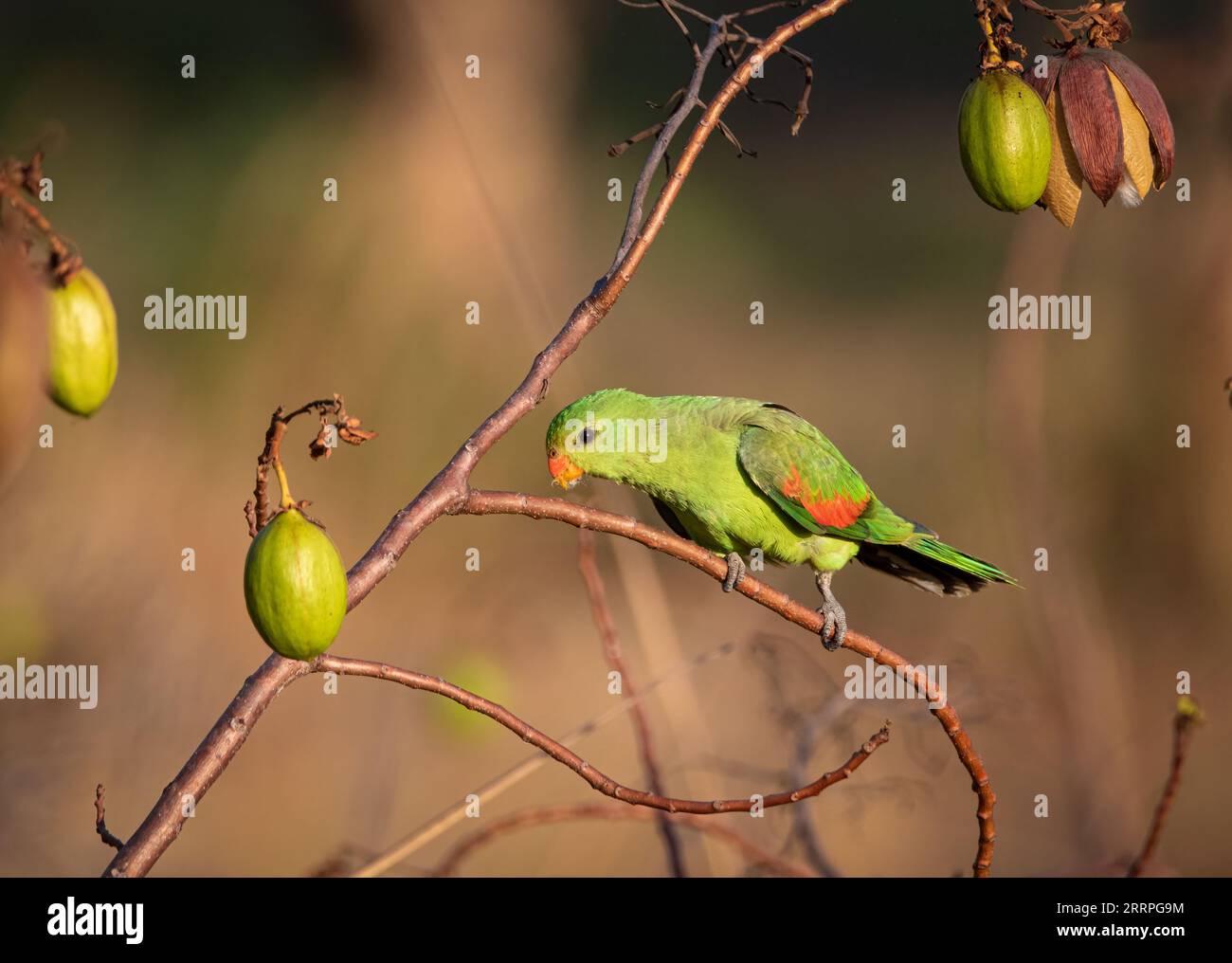 A female Red-Winged Parrot likes to feed on the Kapok seed pods. Northern Territory, Australia. Stock Photo